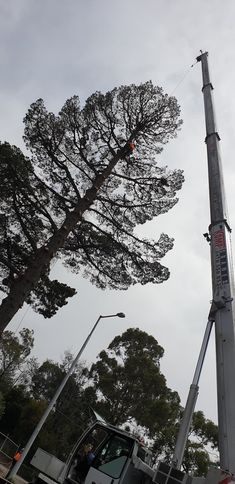 Stump Boy Pty Ltd tree services work in Somerville