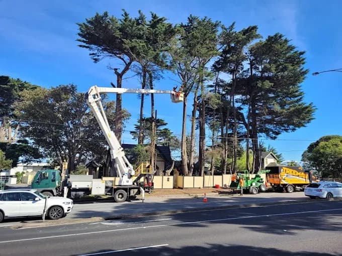 Stump Boy Pty Ltd tree services work in Somerville