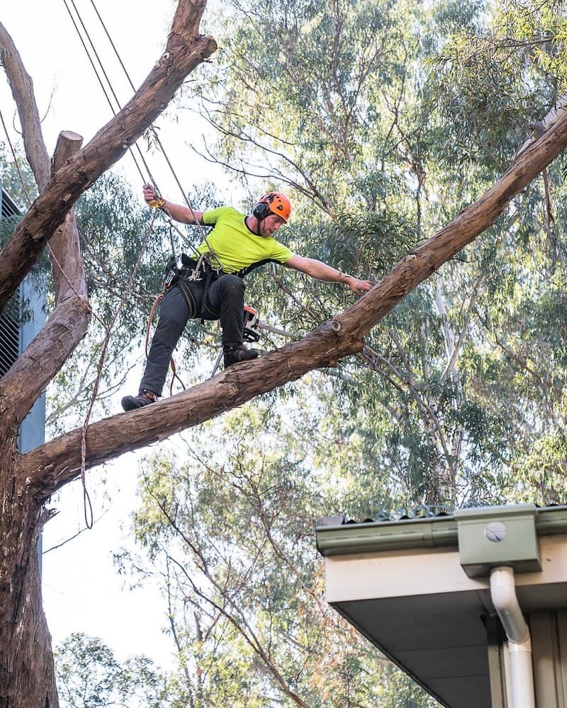 Stump Boy Pty Ltd tree services work in Somerville