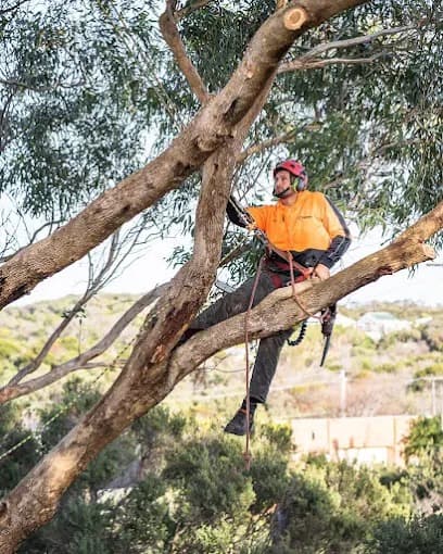 Stump Boy Pty Ltd tree services work in Somerville