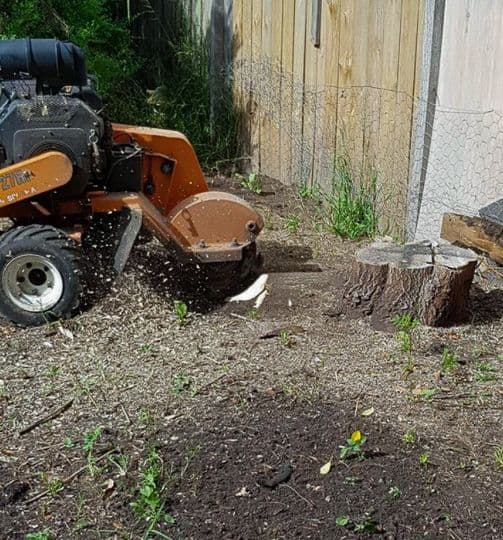 Stump Boy Pty Ltd tree services work in Somerville