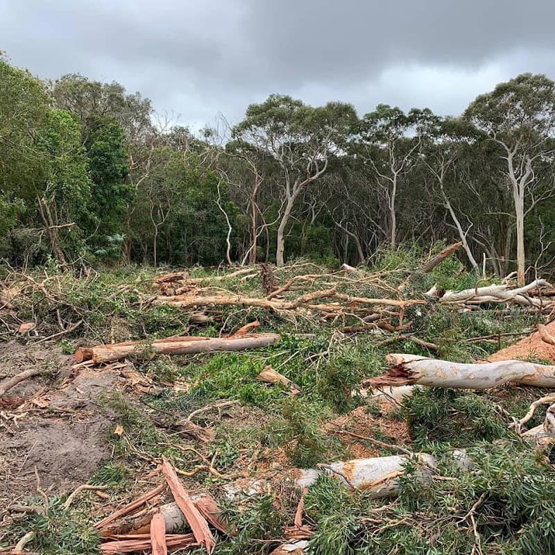 stump Grinding Central Coast and Tree Services Pty Ltd tree services work in Umina Beach