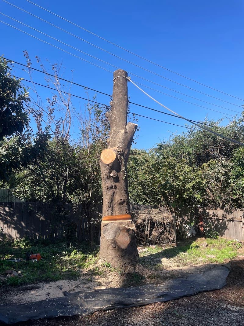 Stump’d Tree Removal Canberra tree services work in Ngunnawal