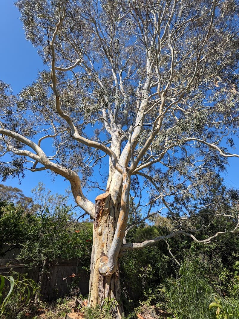 Stump’d Tree Removal Canberra tree services work in Ngunnawal