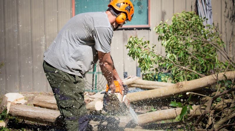 Stump’d Tree Removal Canberra tree services work in Ngunnawal