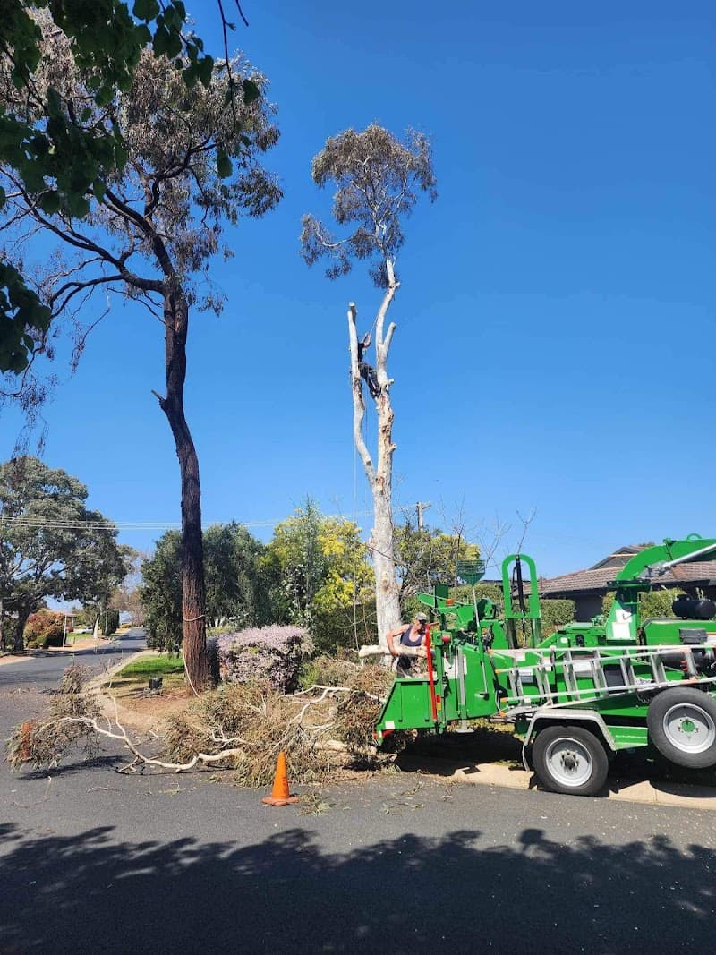 Stump’d Tree Removal Canberra tree services work in Ngunnawal
