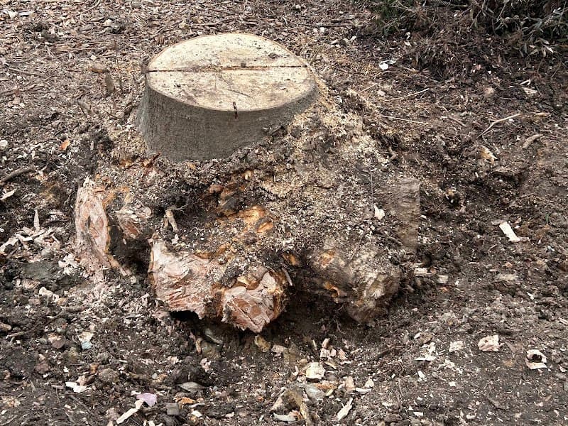 Stump’d Tree Removal Canberra tree services work in Ngunnawal