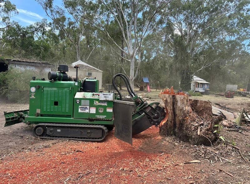 Stumpworks Qld tree services work in Sippy Downs
