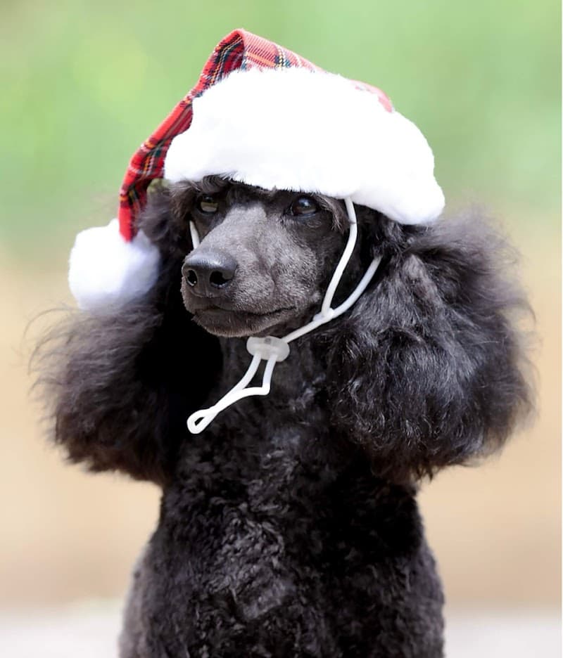 Suburban Dog Grooming dog grooming work in Lutwyche