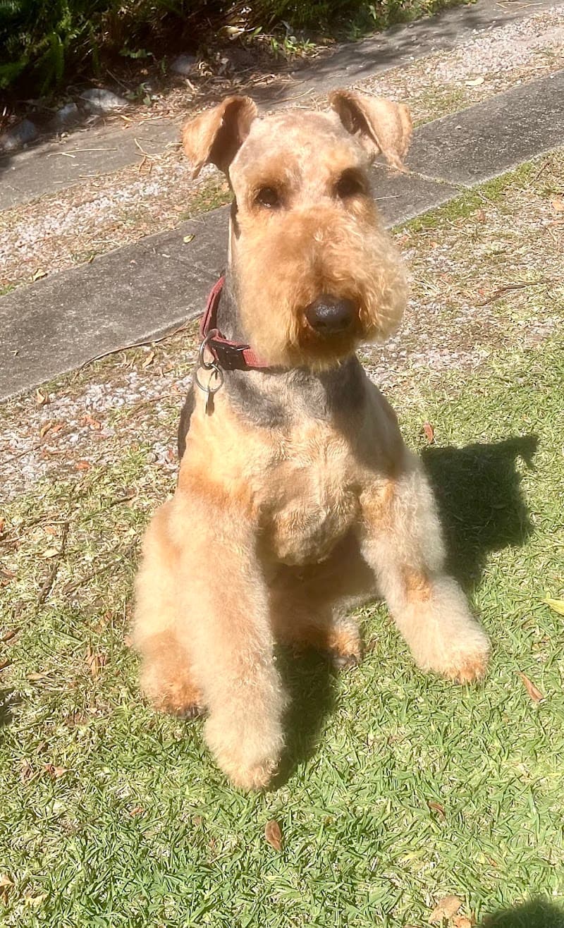 Suburban Dog Grooming dog grooming work in Lutwyche