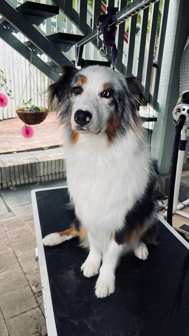 Suburban Dog Grooming dog grooming work in Lutwyche