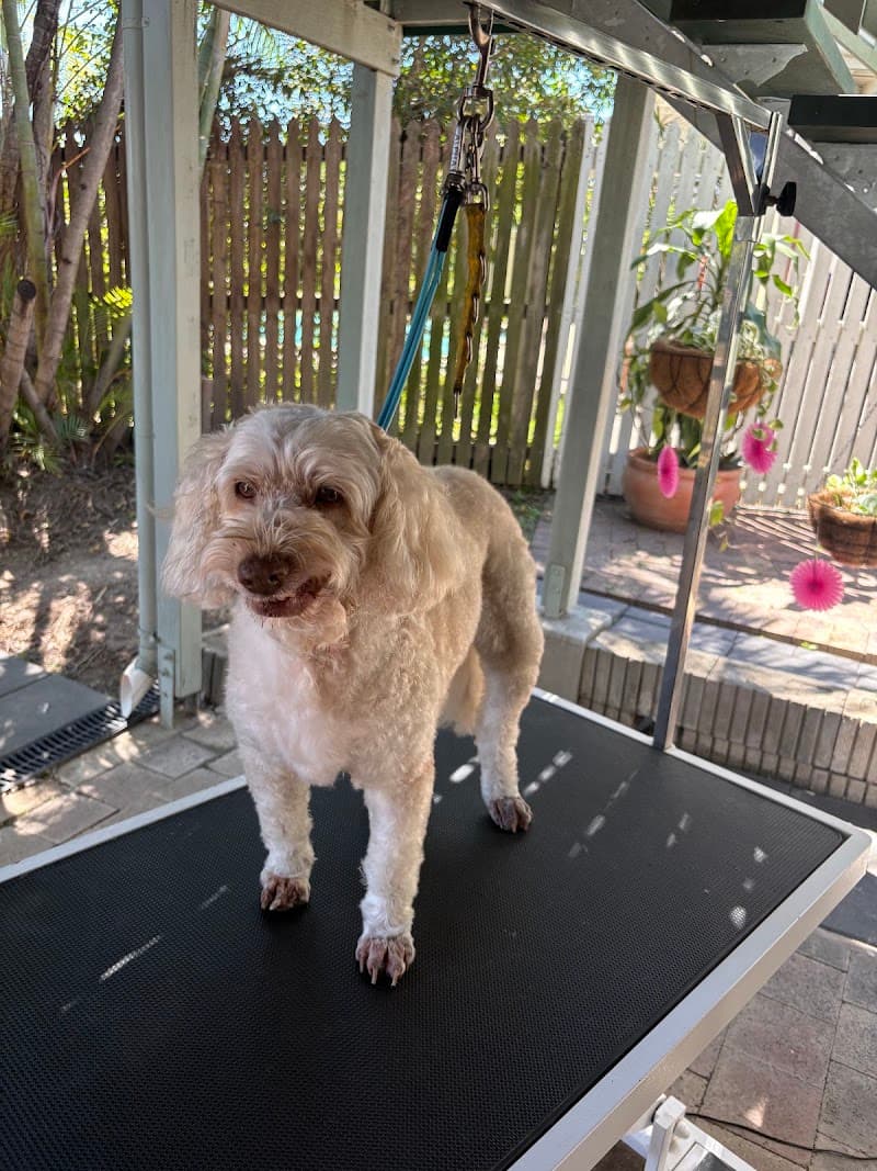 Suburban Dog Grooming dog grooming work in Lutwyche