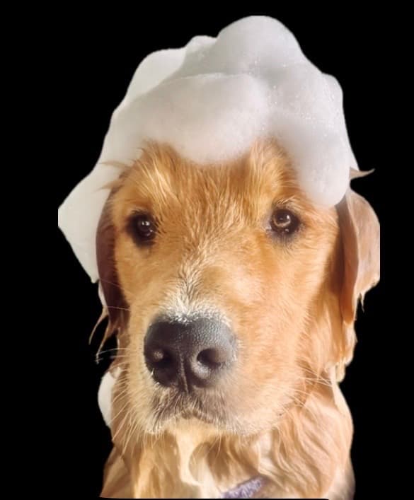Suburban Dog Grooming dog grooming work in Lutwyche