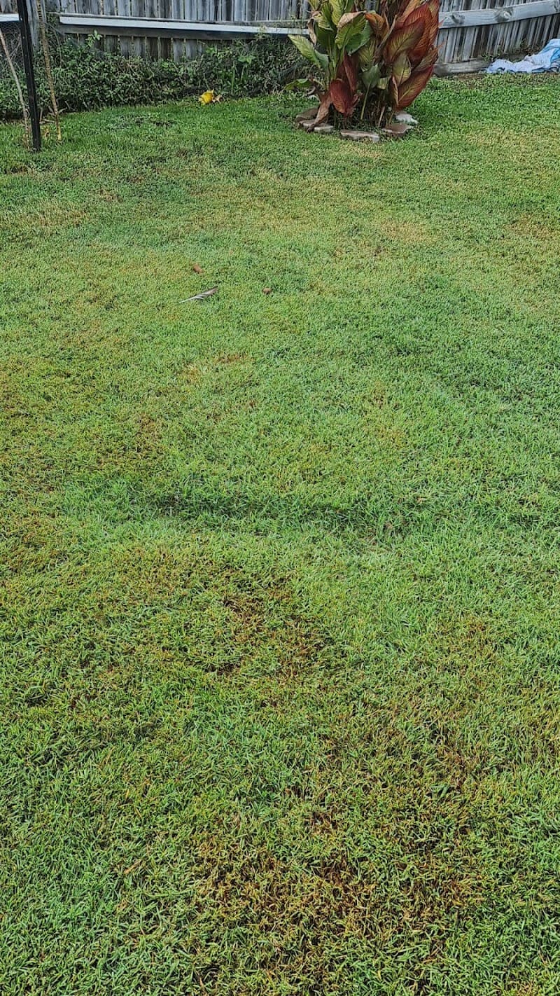 Sun City Trees & Mulch tree services work in Stuart
