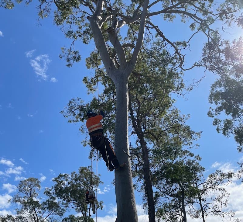 Sunshine Coast Tree Services tree services work in Maroochydore