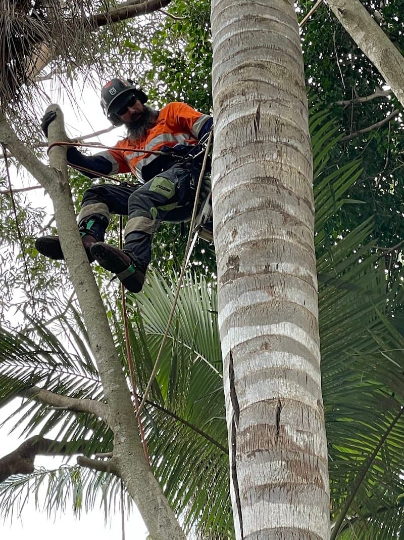 Sunshine Coast Tree Services tree services work in Maroochydore