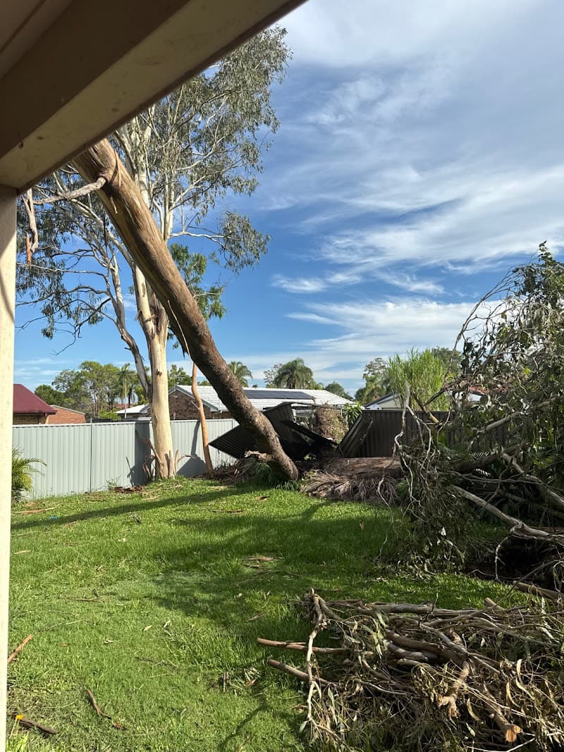 Sunshine Coast Tree Services tree services work in Maroochydore