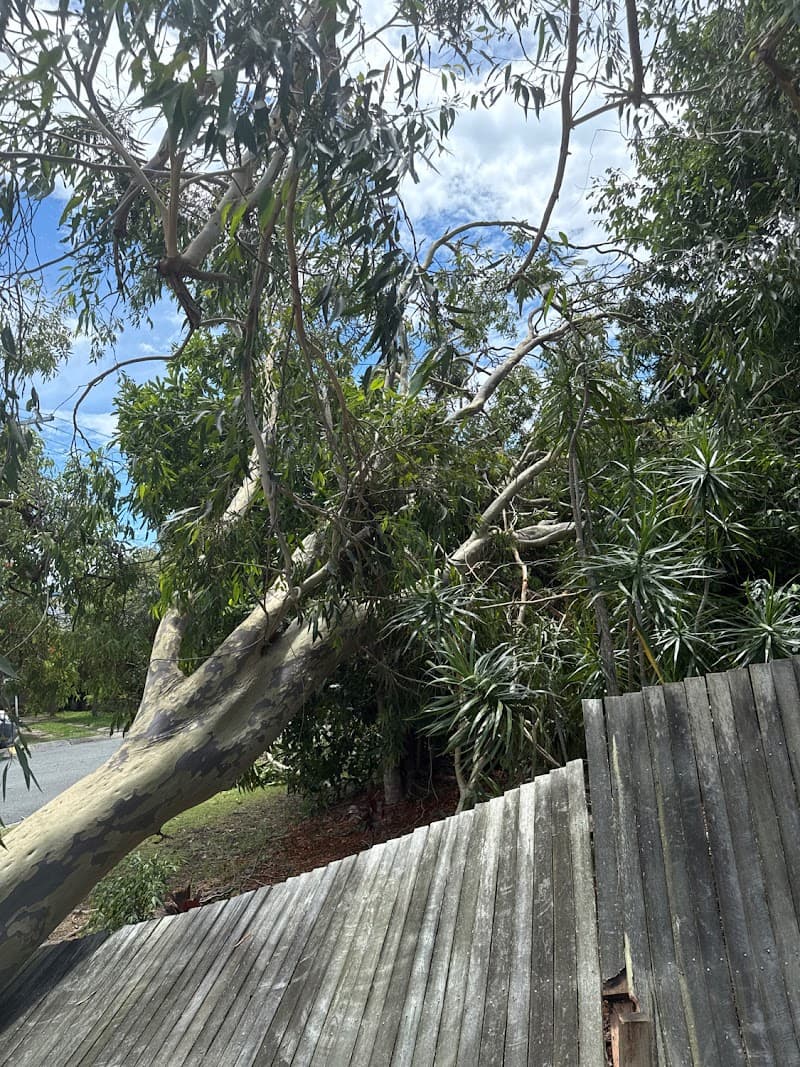 Sunshine Coast Tree Services tree services work in Maroochydore
