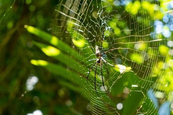 Swat Pest Management Services (TAS) Pty Ltd pest control work in Kings Meadows