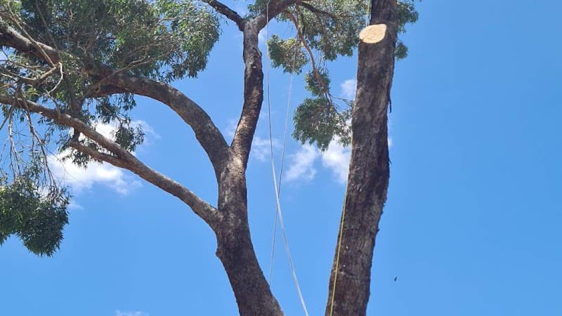 Swift Trees tree services work in Wanneroo