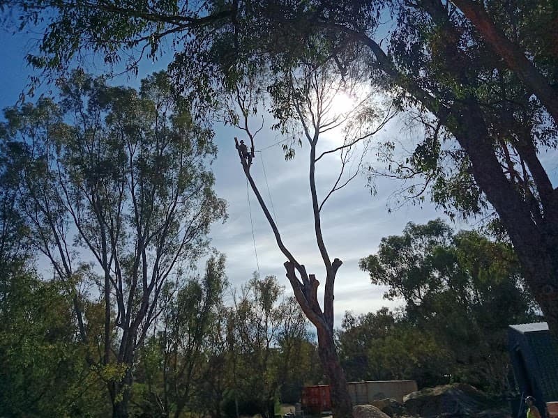 Swift Trees tree services work in Wanneroo