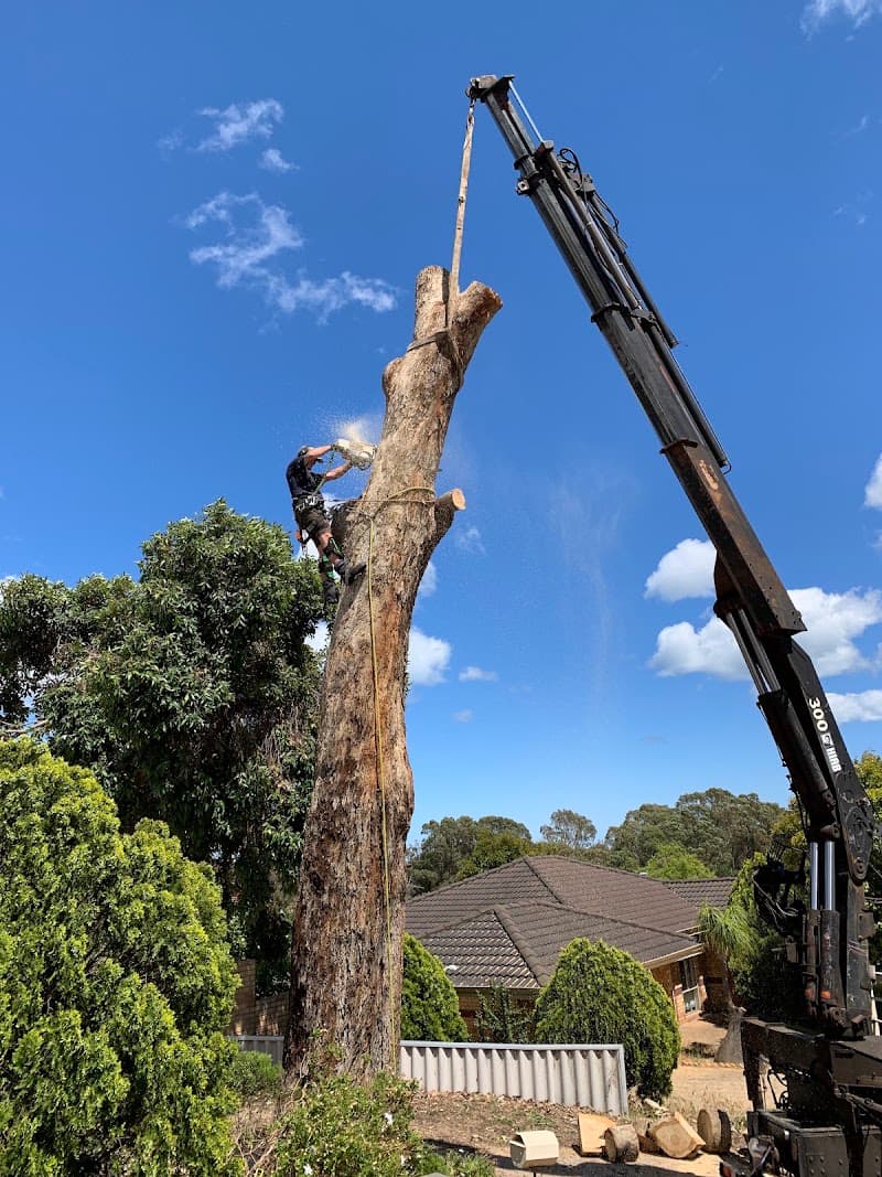 Swift Trees tree services work in Wanneroo