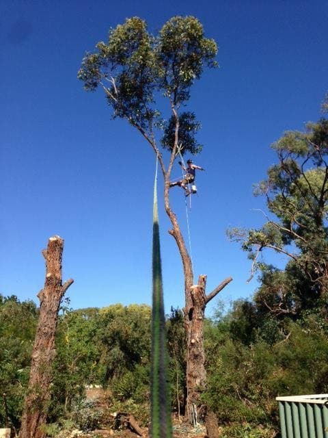 Swift Trees tree services work in Wanneroo