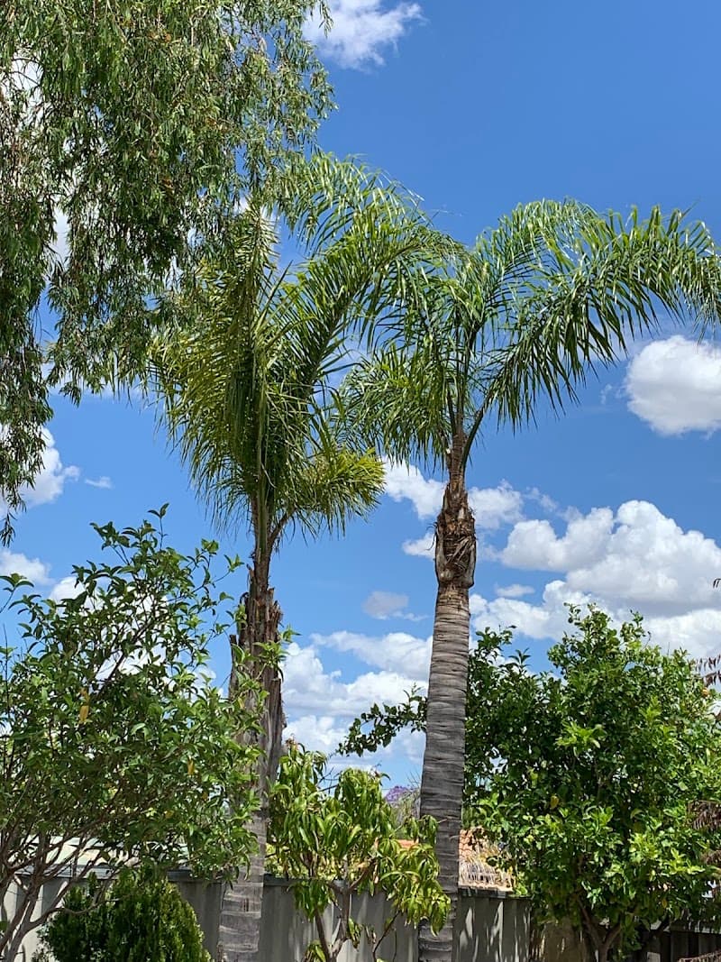 Swift Trees tree services work in Wanneroo