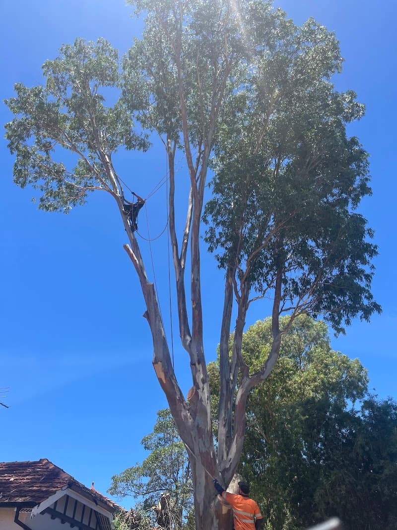 Swift Trees tree services work in Wanneroo