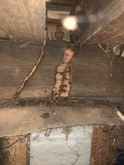 Swipe Pest Control pest control work in Wedderburn