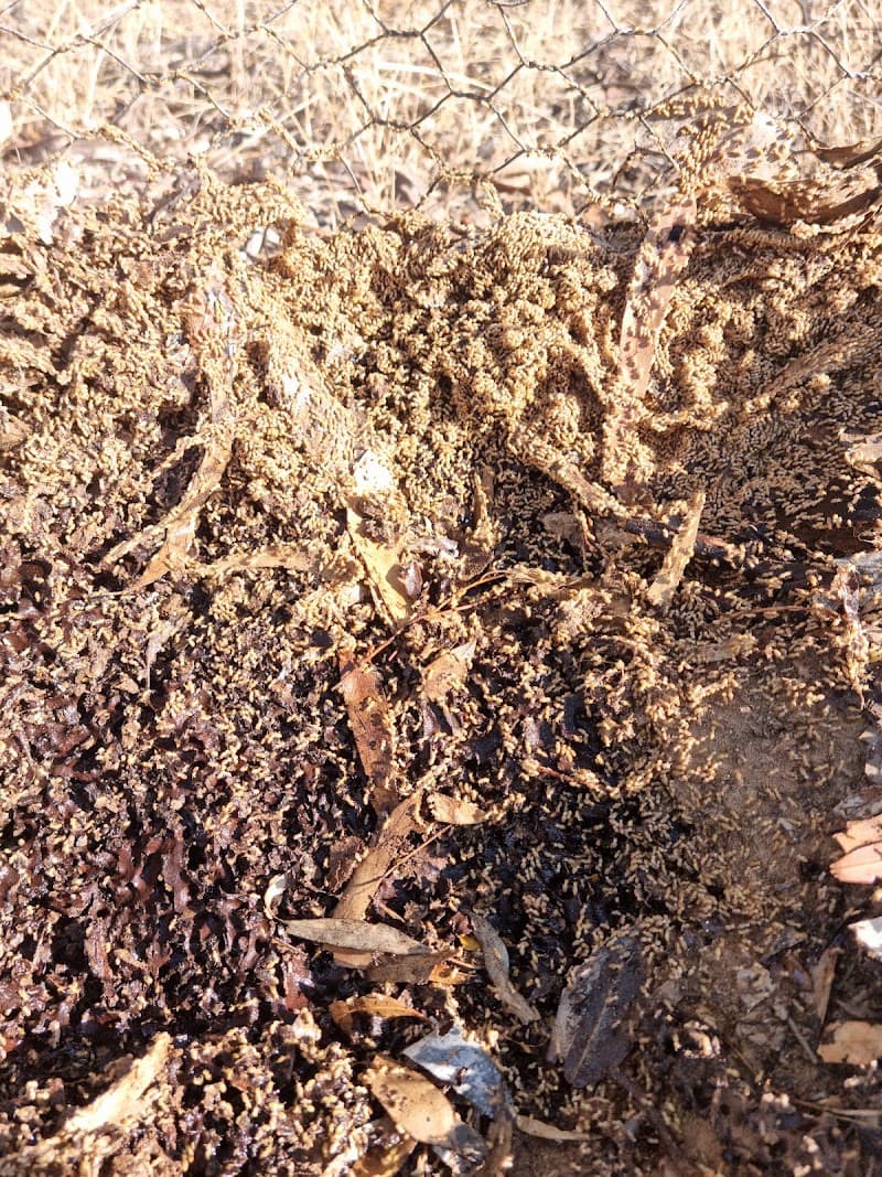 Swipe Pest Control pest control work in Wedderburn