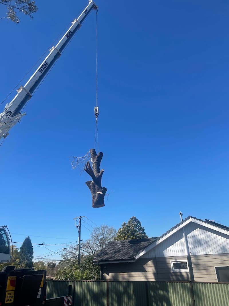 Sydney City Mulch & Tree Service tree services work in Glebe