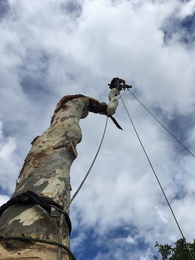 Sydney City Mulch & Tree Service tree services work in Glebe