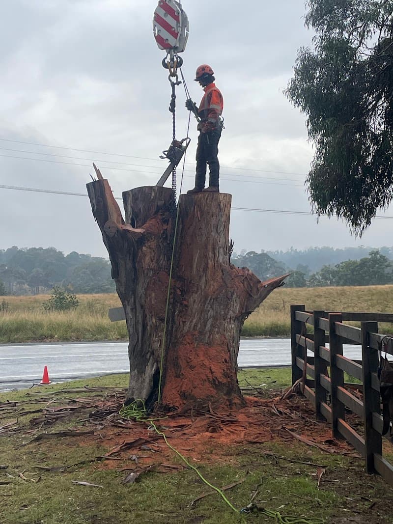 Sydney City Mulch & Tree Service tree services work in Glebe