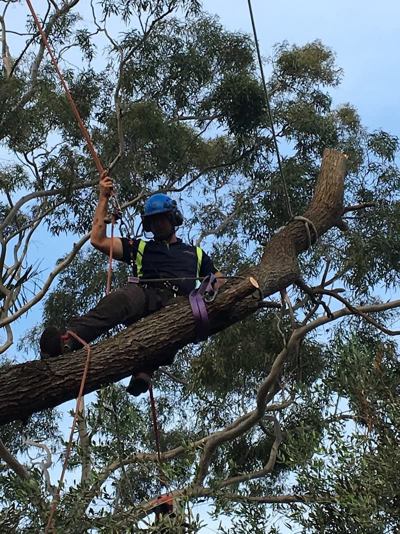 Sydney City Mulch & Tree Service tree services work in Glebe
