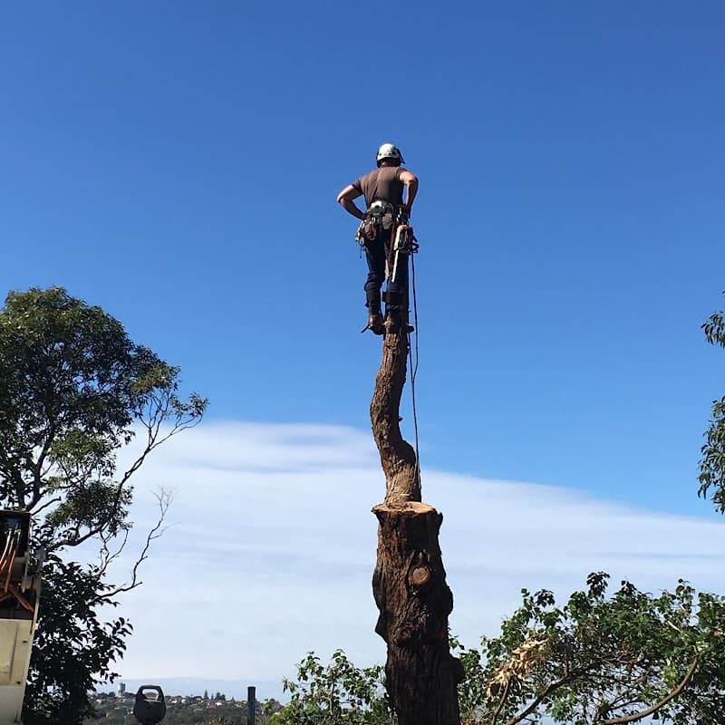 Sydney City Mulch & Tree Service tree services work in Glebe