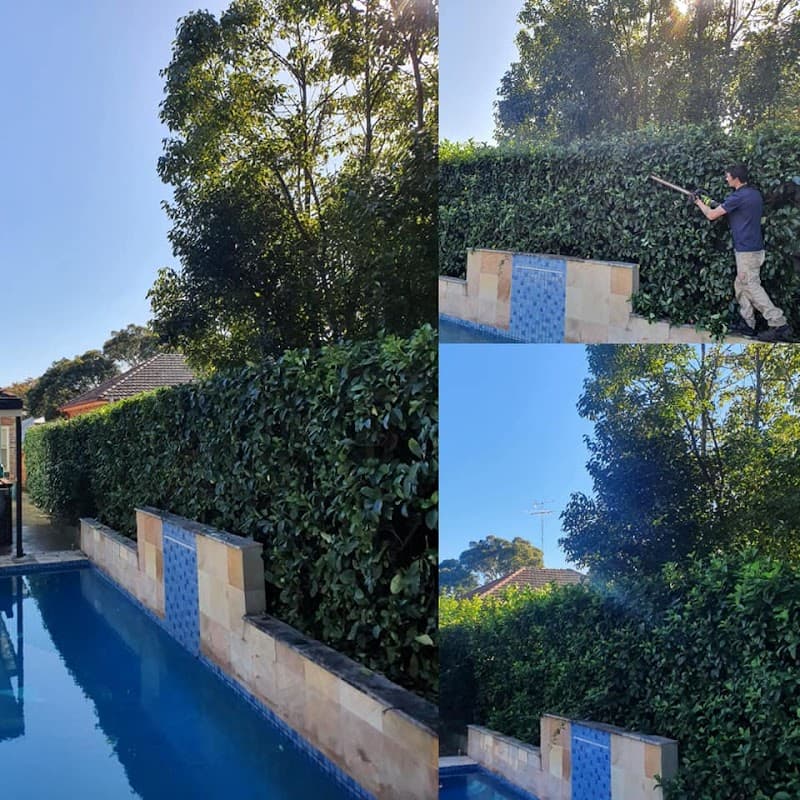 Sydney Mowing and Lawn Care Pty Ltd lawn care work in Ryde