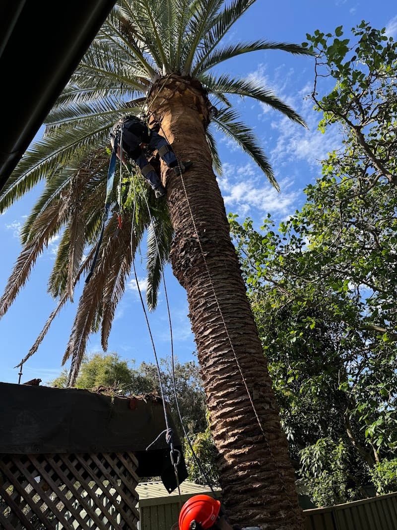 Sydney Palms Tree Pruning & Removal tree services work in Randwick