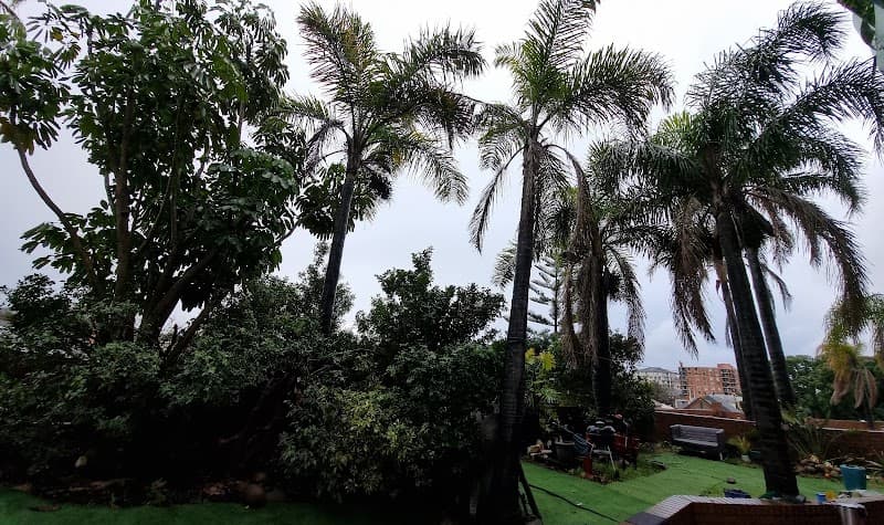 Sydney Palms Tree Pruning & Removal tree services work in Randwick
