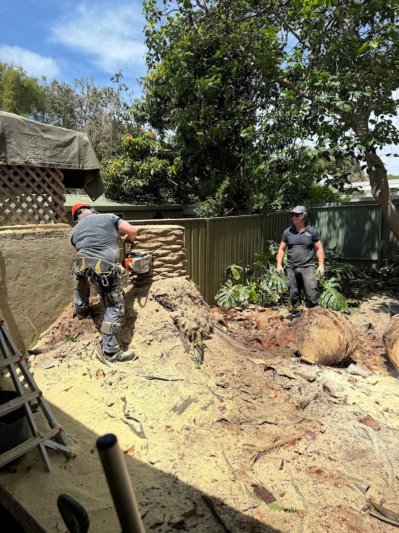 Sydney Palms Tree Pruning & Removal tree services work in Randwick