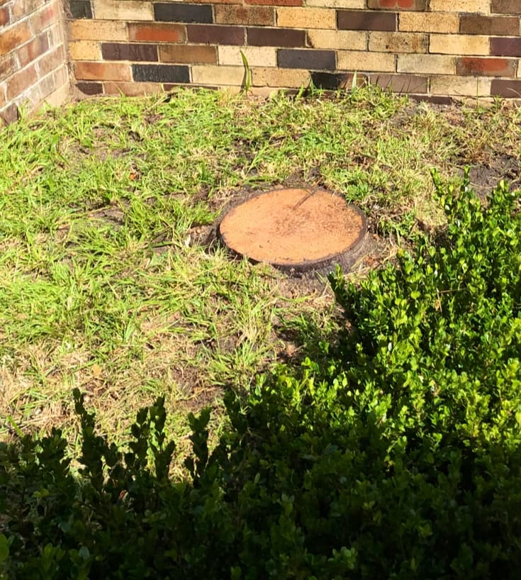 Sydney Palms Tree Pruning & Removal tree services work in Randwick