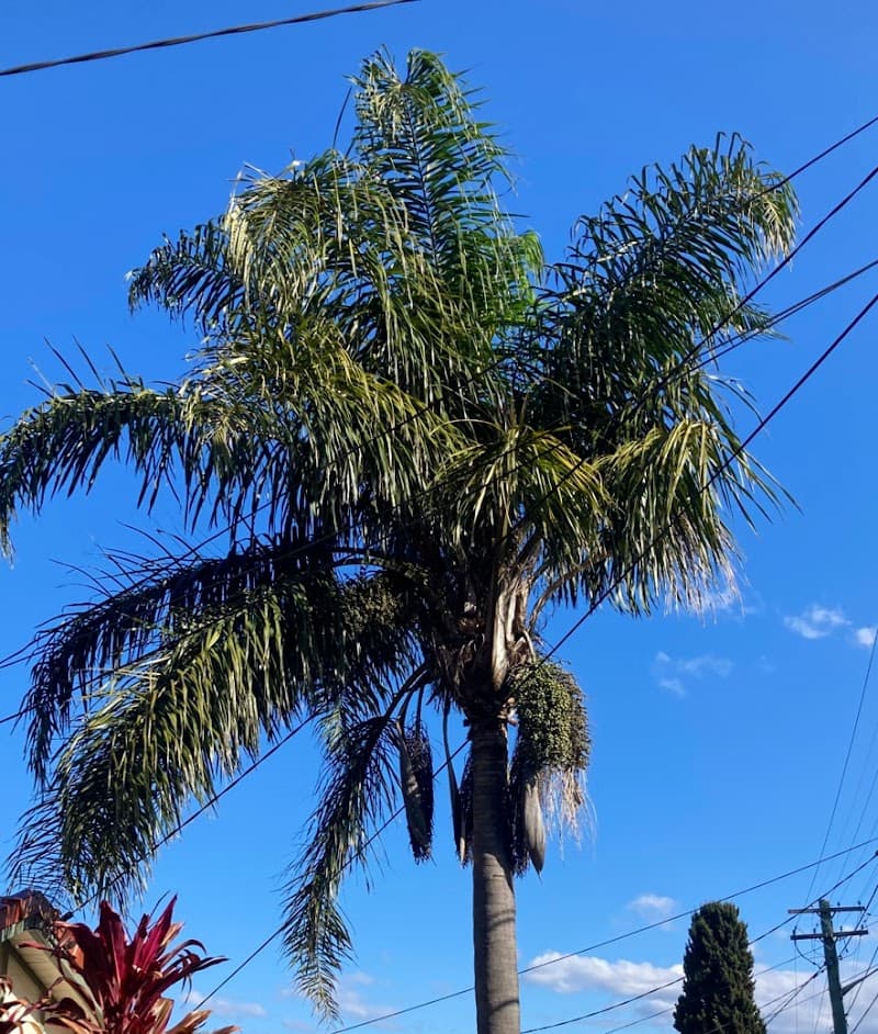 Sydney Palms Tree Pruning & Removal tree services work in Randwick