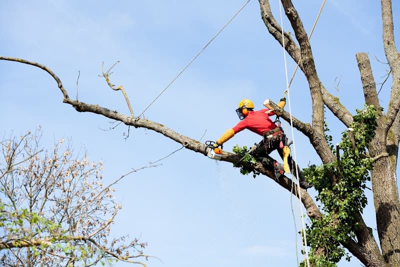 Sydney Tree Company tree services work in Sydney