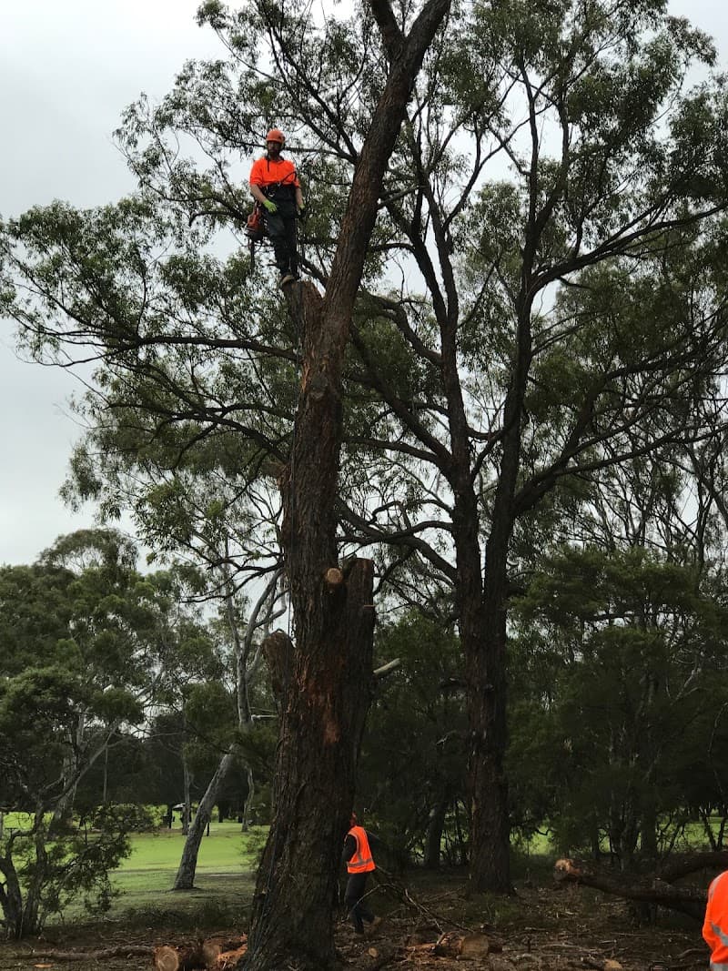 Sydney Tree Company tree services work in Sydney
