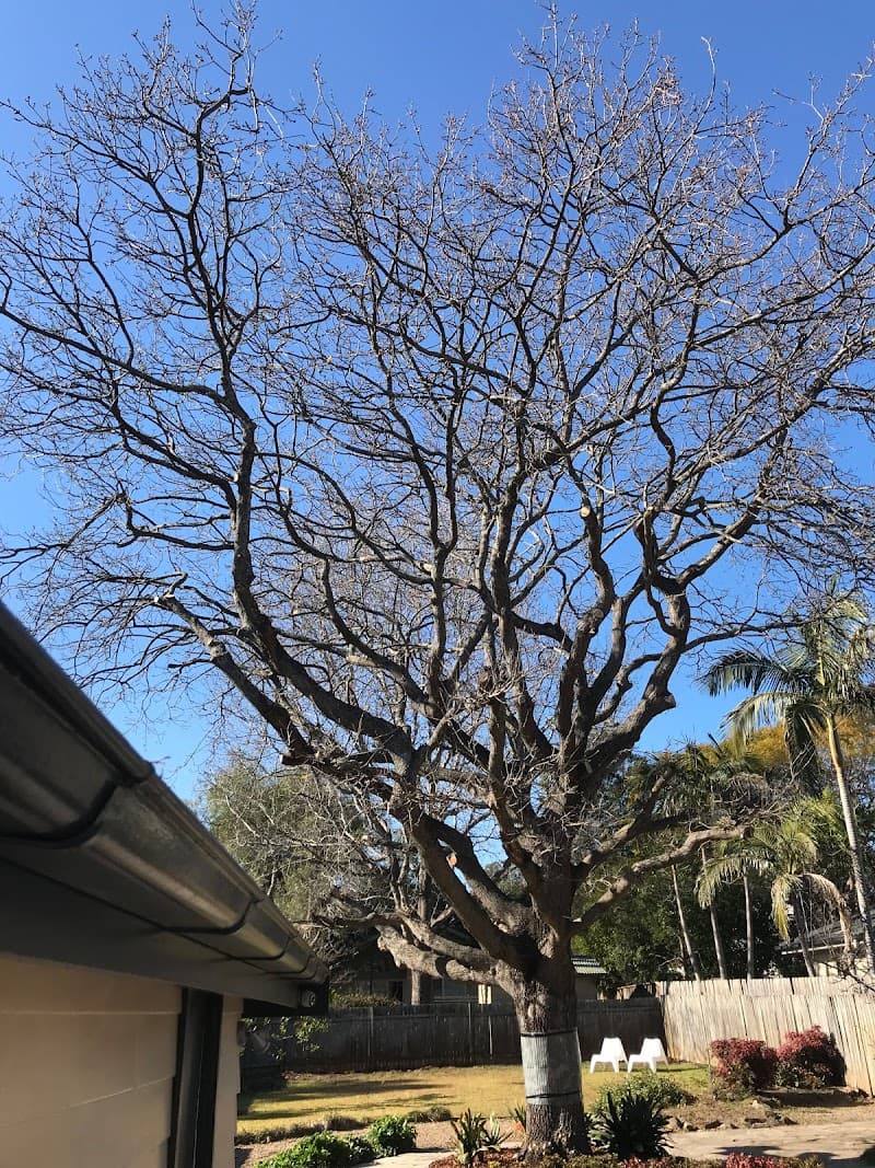 Sydney Tree Company tree services work in Sydney