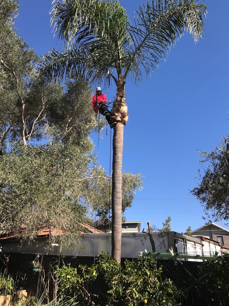 Sydney Tree Company tree services work in Sydney