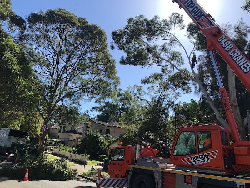 Sydney Tree Company tree services work in Sydney