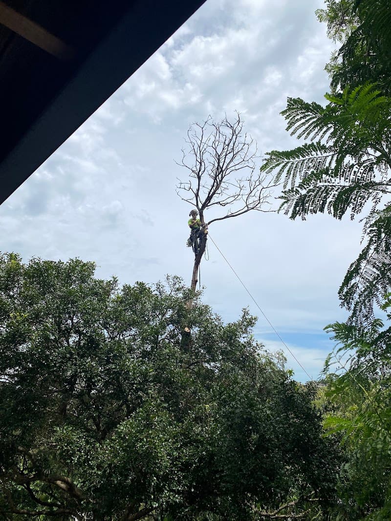 Sydney Tree Solutions tree services work in Northbridge