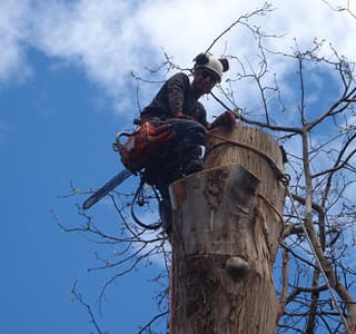 Sydney Tree Solutions tree services work in Northbridge