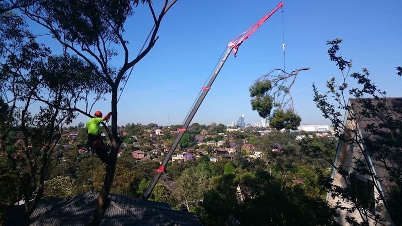 Sydney Tree Solutions tree services work in Northbridge